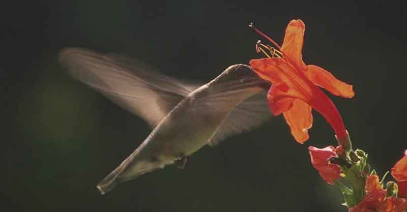 Hummingbirds_Jeweled_Messengers_still