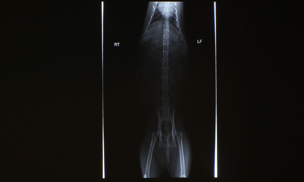 Casio-XJ-S400UN_X-Ray-2-DICOM-SIM