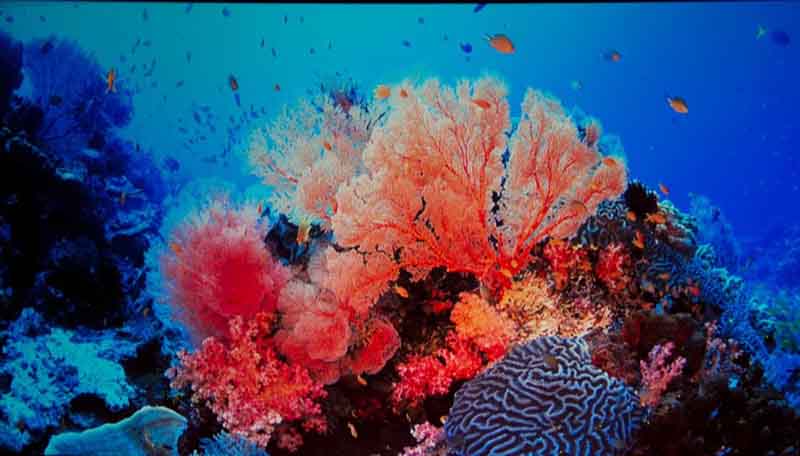 HT3550_South-Pacfic-4K_coral