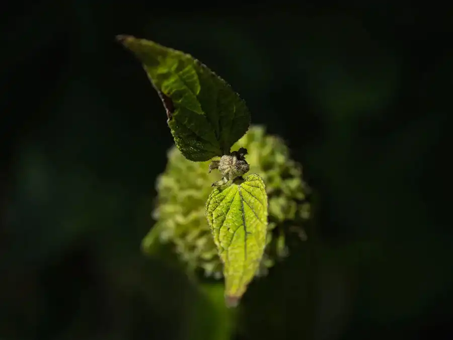 کنتراست در عکاسی
